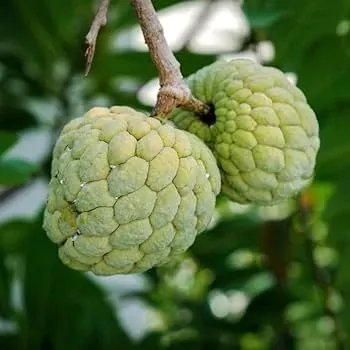 sugar-apple-starter-plant-seedling-annona-squamosa-live-fruit-tree-2-3-tall-srik Sugar Apple Starter Plant Seedling (Annona squamosa) - Live Fruit Tree 2-3’ Tall - Srikaya Sweet Tropical Custard Apple for Garden