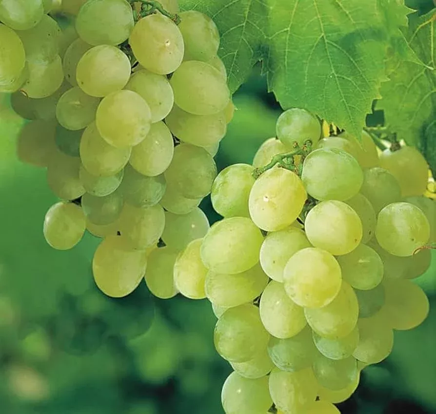 sweet-seedless-green-grape-cutting-vine-rooted-live-plant-ready-to-plant-easy-ca Sweet Seedless Green Grape Cutting Vine - Rooted Live Plant - Ready to Plant, Easy Care Grape Vine
