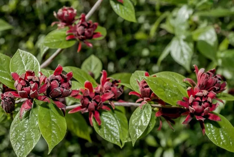 sweetshrub-seedlings-planting-live-starter-plants-hardy-low-maintenance-shrub-cz Sweetshrub Seedlings for Planting | Live Starter Plants | Hardy Low-Maintenance Shrub | CZ Grain Quality | Perfect for Garden & Yard
