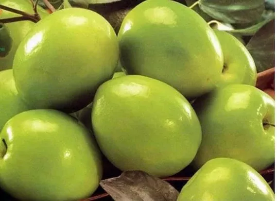 taiwan-green-jujube-4-unroot-cuttings-10-long-juicy-sweet-fruit-19-brix-large-ha Taiwan Green Jujube – 4 Unroot Cuttings, 10" Long, Juicy Sweet Fruit 19 Brix, Large Harvest Tree
