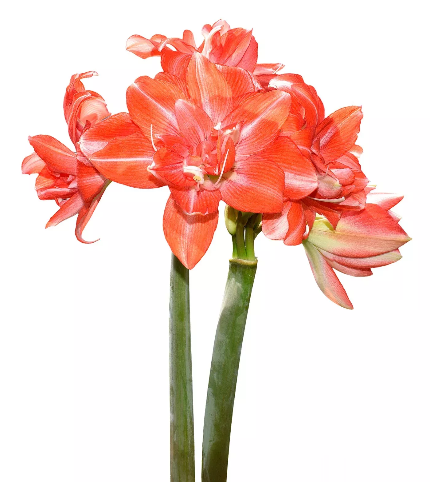 tika-dream-amaryllis-28-32-cm-bulb Tika Dream Amaryllis - 28-32 cm bulb