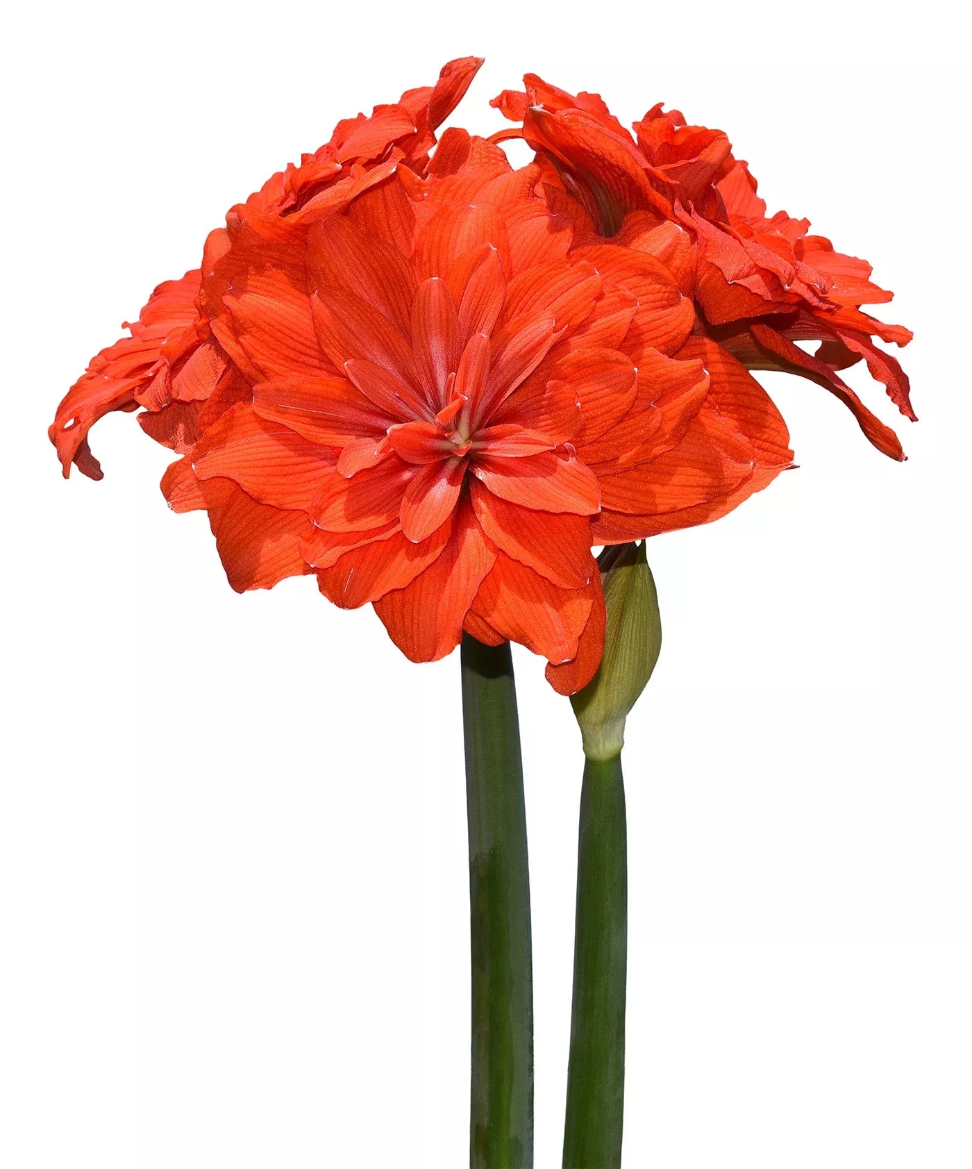tika-flamenco-amaryllis-28-32-cm-bulb Tika Flamenco Amaryllis - 28-32 cm bulb