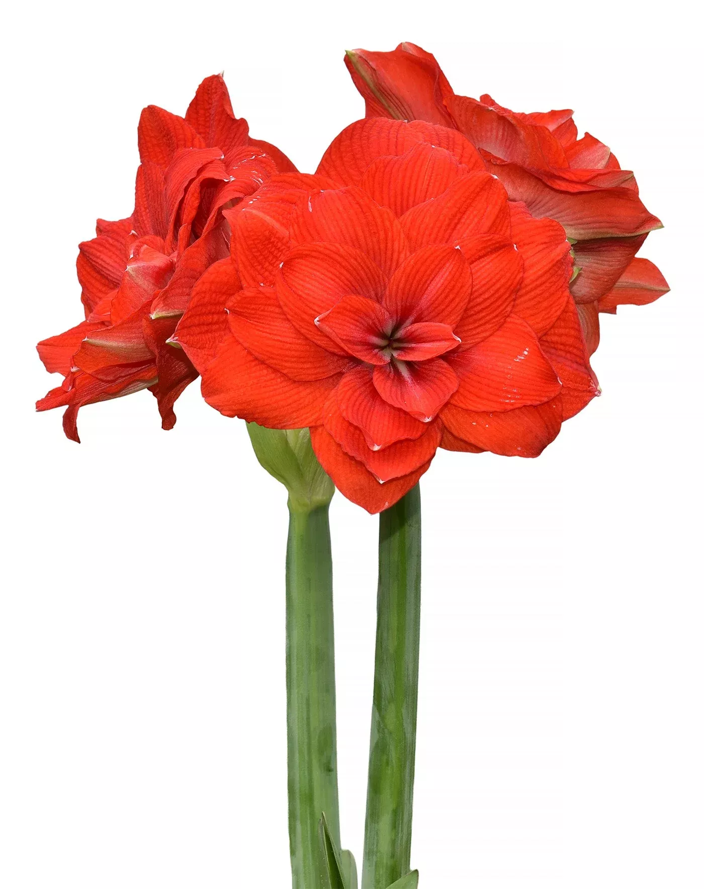tika-imperator-amaryllis-28-32-cm-bulb Tika Imperator Amaryllis - 28-32 cm bulb
