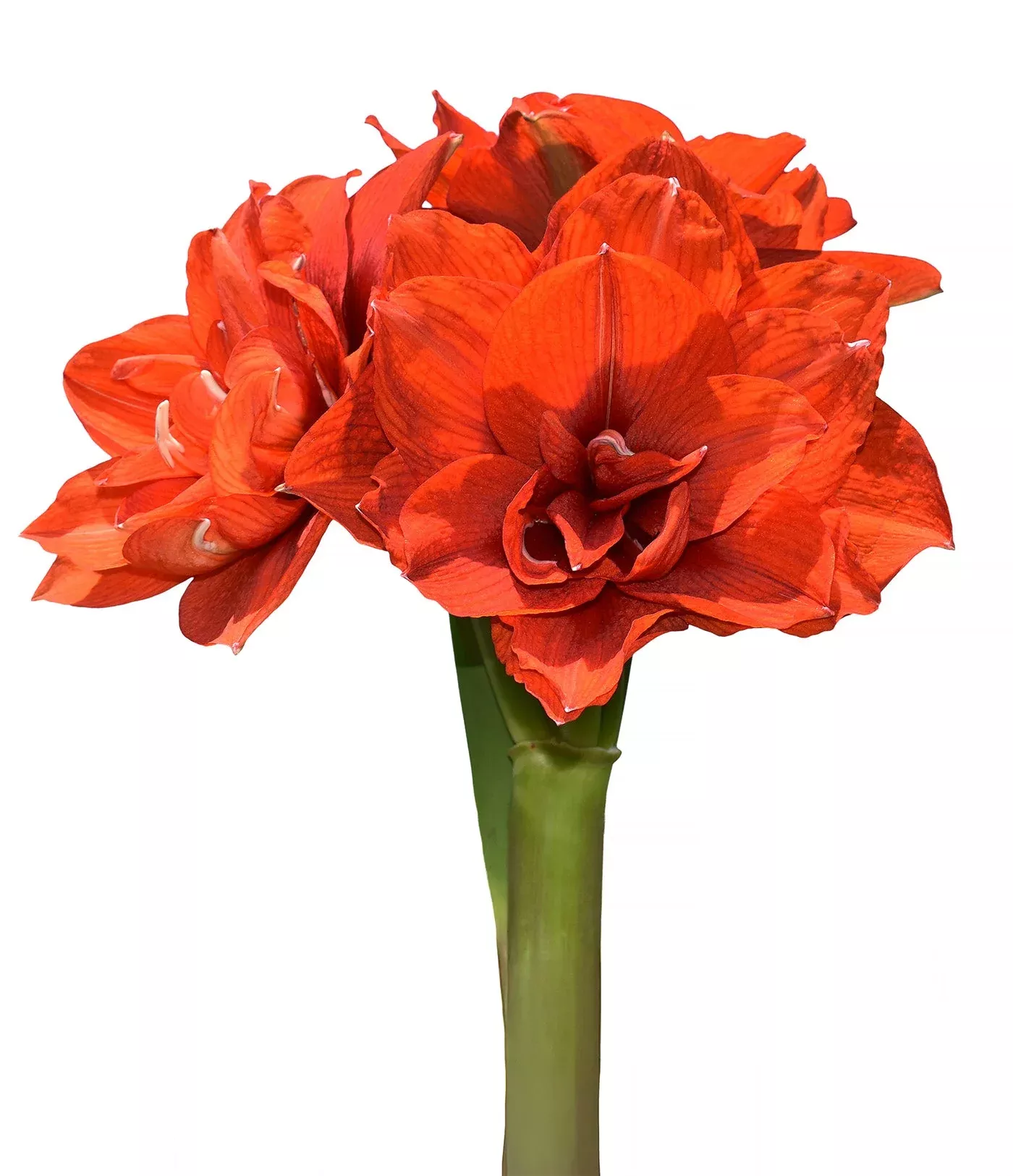 tika-magic-amaryllis-28-32-cm-bulb Tika Magic Amaryllis - 28-32 cm bulb