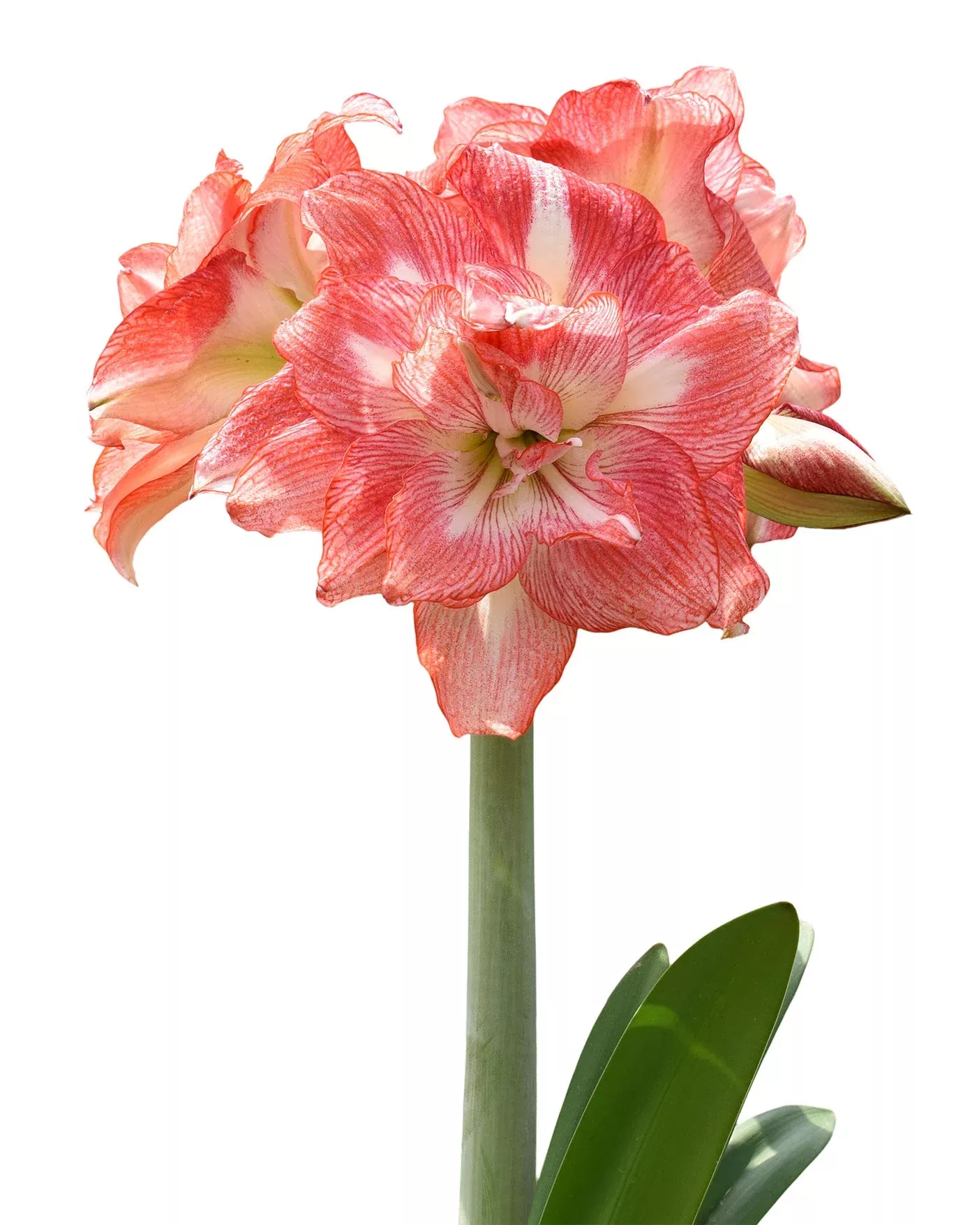 tika-sunrise-amaryllis-28-32-cm-bulb Tika Sunrise Amaryllis - 28-32 cm bulb