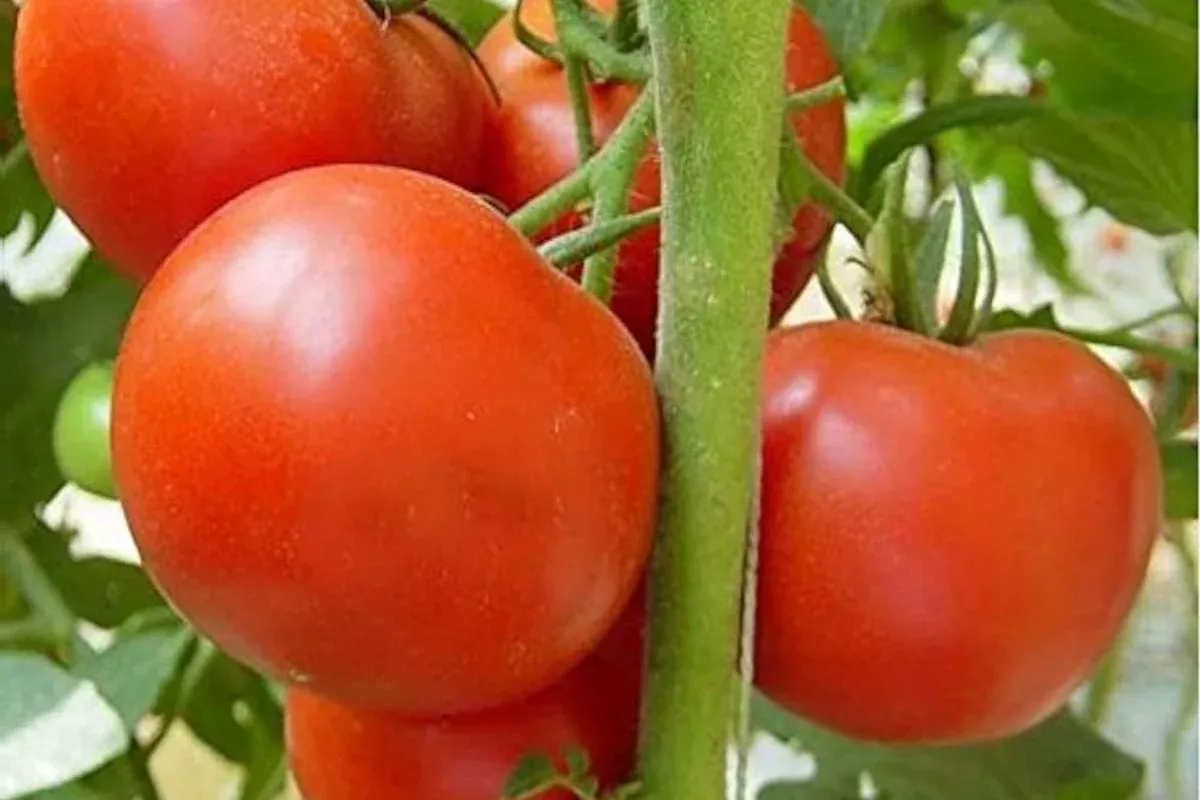 tomato-legend-seeds-100mg-solanum-lycopersicum-non-gmo-early-harvest-disease-res Tomato Legend Seeds 100mg | Solanum lycopersicum | Non-GMO, Early Harvest, Disease-Resistant, Sweet & Juicy, Ideal for Gardens
