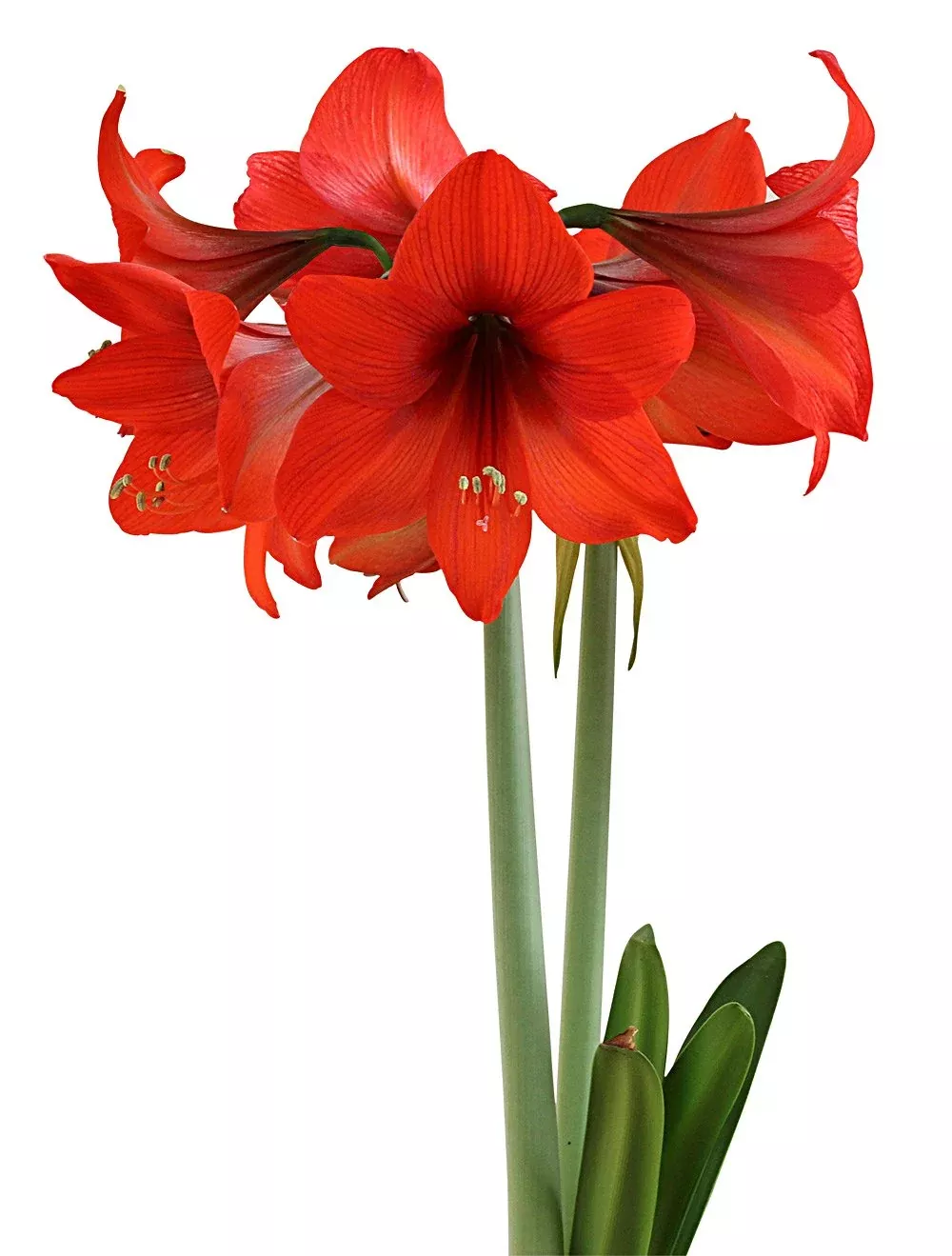 top-choice-sonata-amaryllis-14-18-cm-bulb Top Choice Sonata Amaryllis - 14-18 cm bulb