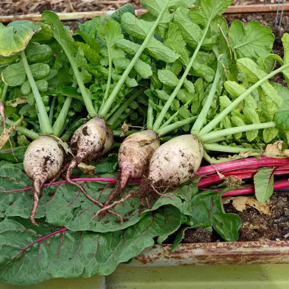 turnip-seven-top-seeds-1g-planting-heirloom-variety-fast-growing-high-yield-nutr Turnip Seven Top Seeds – 1g for Planting, Heirloom Variety, Fast Growing, High Yield, Nutritious Greens, Cold Hardy, Garden & Containers