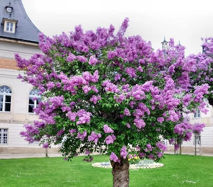 two-pack-common-old-fashioned-lilac-bushes-fragrant-lavender-purple-flowers-2-li Two Pack of Common Old Fashioned Lilac Bushes - Fragrant Lavender Purple Flowers - 2 Live Plants 1 to 2 Feet Tall - Attract Hummingbirds and Butterflies
