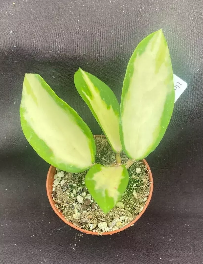 Variegated Hoya Parasitica Rooted Plant 2.5" Pot