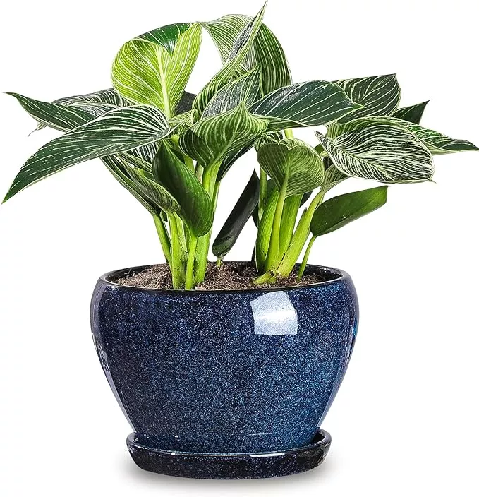 vicrays-ceramic-plant-pots-indoor-6-5-inch-planter-pot-with-drainage-hole-saucer vicrays Ceramic Plant Pots Indoor - 6.5 Inch Planter Pot with Drainage Hole and Saucer for Succulent Orchid Flower Herbs Cactus - Ideal for Gardening Home Desktop Office Decor - Red
