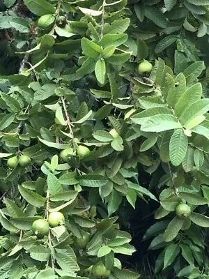 white-guava-tree-seedling-tropical-live-plant-with-pot-ready-to-plant-sweet-whit White Guava Tree Seedling - Tropical Live Plant with Pot - Ready to Plant, Sweet White Guava Fruit