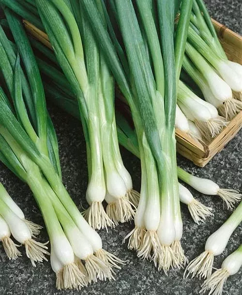 white-lisbon-bunching-onion-seeds-250mg-planting-heirloom-variety-mild-flavor-fa White Lisbon Bunching Onion Seeds – 250mg for Planting, Heirloom Variety, Mild Flavor, Fast Growing, Great for Salads, Garden & Containers