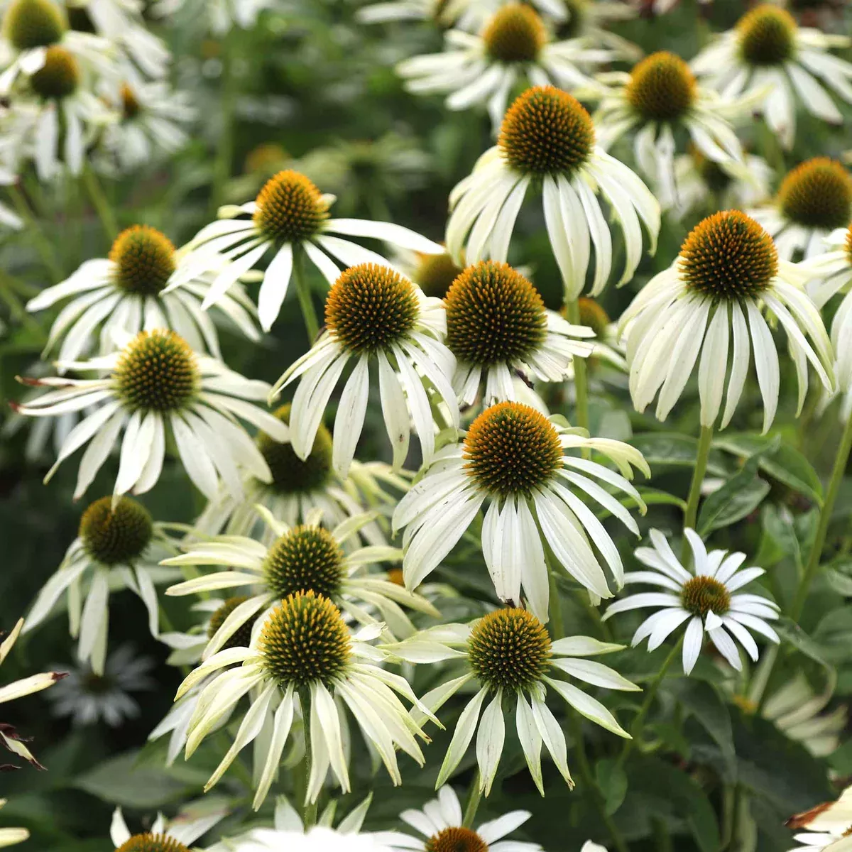 white-swan-coneflower-seeds-echinacea-purpurea-white-swan-25-500-seeds-elegant-w White Swan Coneflower Seeds (Echinacea purpurea 'White Swan') | 25-500 Seeds – Elegant White Blooms for Gardens