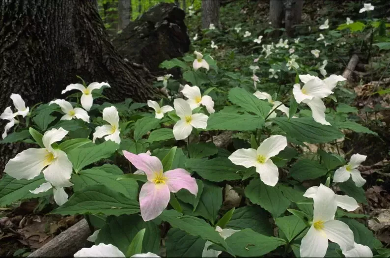 white-trillium-bulbs-10-pack-bare-root-wildflower-trillium-grandiflorum-2025 White Trillium Bulbs 10-Pack, Bare Root Wildflower, Trillium grandiflorum 2025