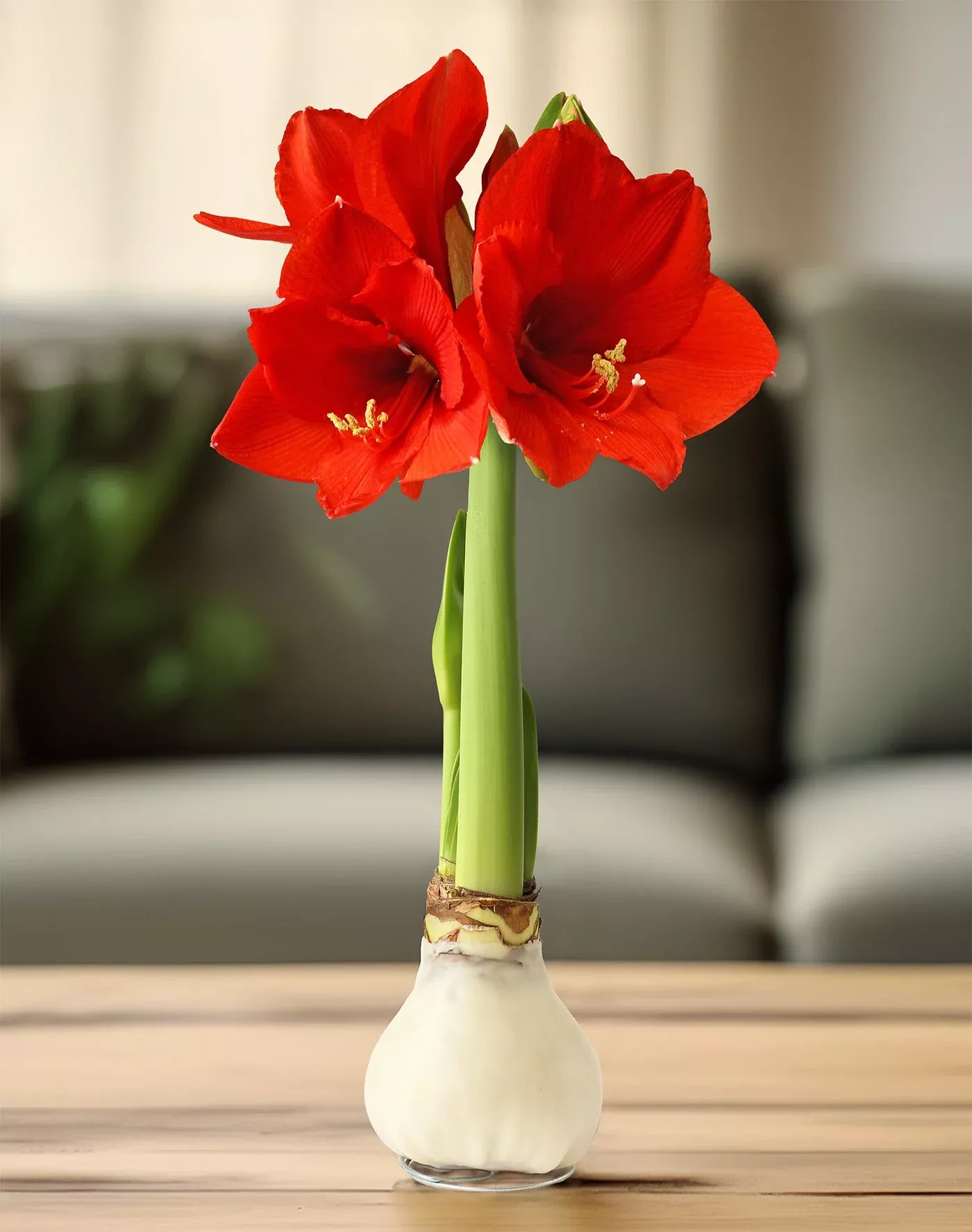 white-waxed-amaryllis-bulb-with-red-flower White Waxed Amaryllis Bulb with Red Flower