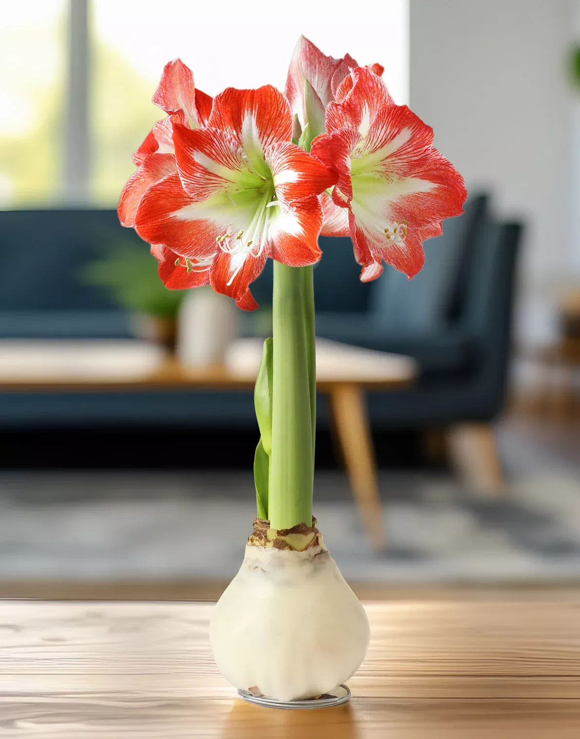 white-waxed-amaryllis-bulb-with-red-white-striped-flower White Waxed Amaryllis Bulb with Red and White Striped Flower