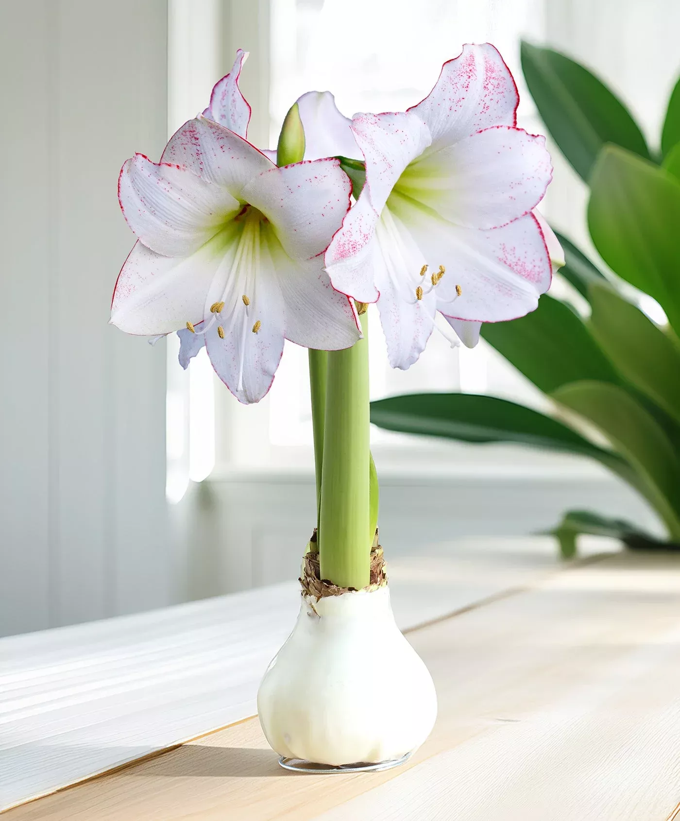 white-waxed-amaryllis-with-picasso-flower White Waxed Amaryllis with Picasso Flower
