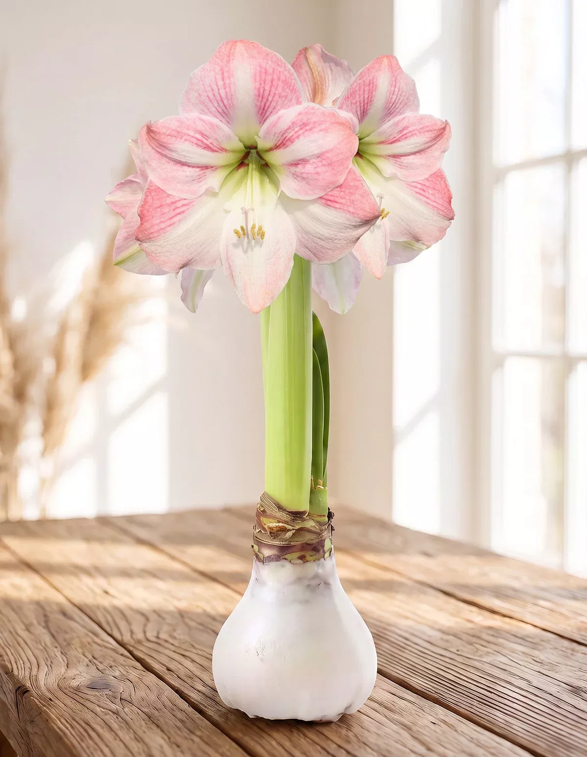 white-waxed-amaryllis-with-pink-flower White Waxed Amaryllis with Pink Flower