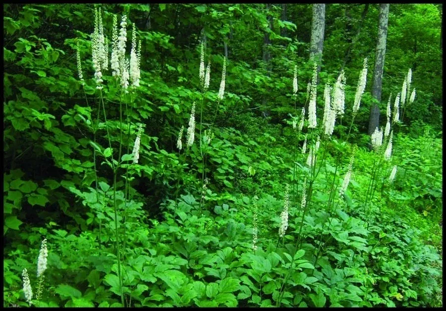 wild-black-cohosh-bare-roots-5-pack-appalachian-2025-actaea-racemosa Wild Black Cohosh Bare Roots 5-Pack Appalachian 2025 Actaea racemosa