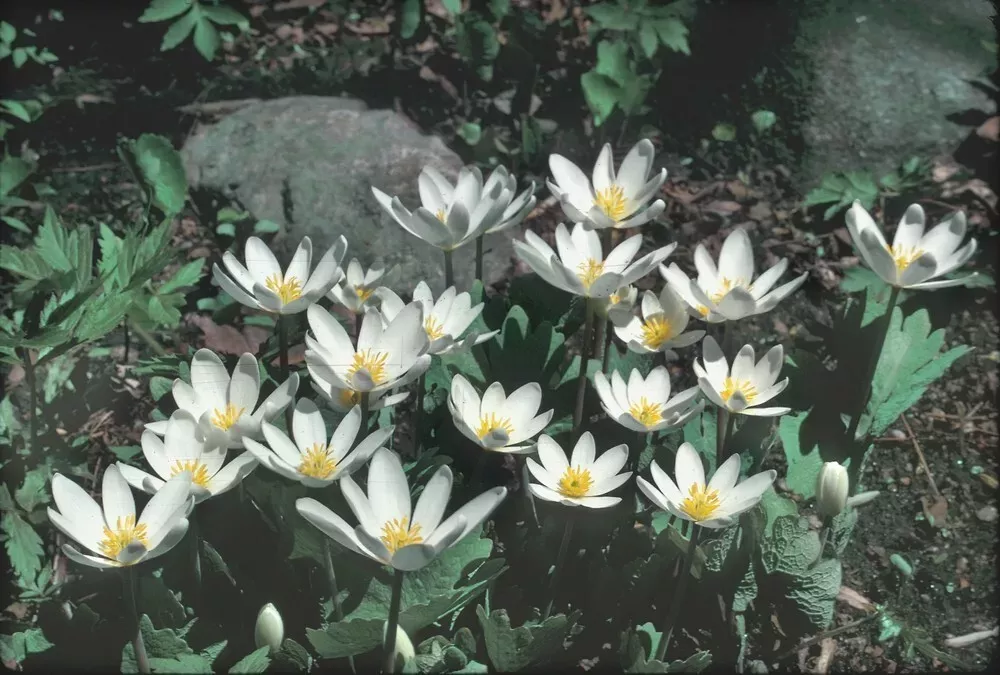 wild-bloodroot-plant-10-pack-fresh-red-root-sanguinaria-canadensis-appalachian-m Wild Bloodroot Plant 10-Pack Fresh Red Root Sanguinaria canadensis Appalachian Mountains 2025