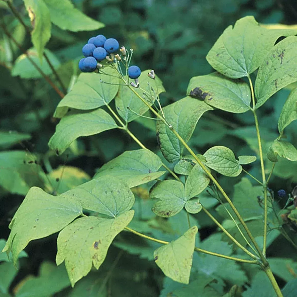 wild-blue-cohosh-bare-roots-5-pack-appalachian-2024-caulophyllum-thalictroides Wild Blue Cohosh Bare Roots 5-Pack Appalachian 2024 Caulophyllum Thalictroides