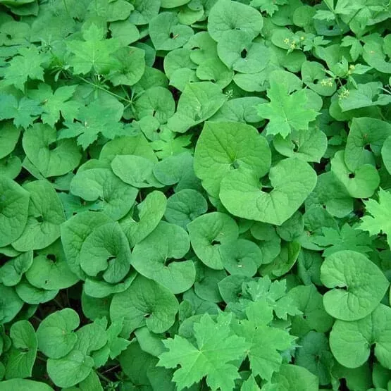 wild-ginger-plant-roots-20-pack-asarum-canadense-woodland-bareroot-native-wildfl Wild Ginger Plant Roots 20-Pack Asarum Canadense Woodland Bareroot Native Wildflower