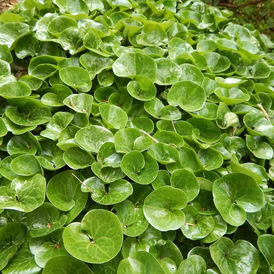wild-ginger-seeds-100mg-asarum-canadense-shade-loving-perennial-groundcover-nati Wild Ginger Seeds 100mg | Asarum canadense | Shade-Loving Perennial Groundcover, Native Herb, Pollinator Friendly, Non-GMO