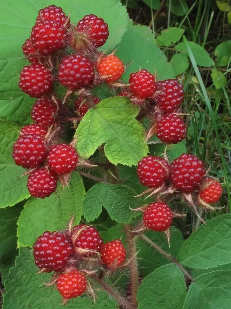 wild-japanese-wineberry-bush-live-plant-bare-root-fruiting-rubus-phoenicolasius Wild Japanese Wineberry Bush Live Plant Bare Root Fruiting Rubus phoenicolasius