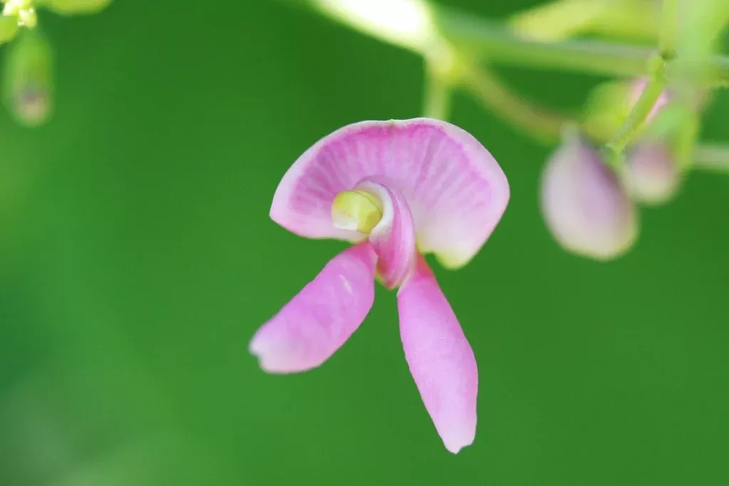 wild-kidney-bean-vine-seeds-phaseolus-polystachios-5-seeds-planting-native-flowe Wild Kidney Bean Vine Seeds – Phaseolus polystachios – 5 Seeds for Planting, Native Flowering Vine, Hardy Climber, Pollinator Friendly