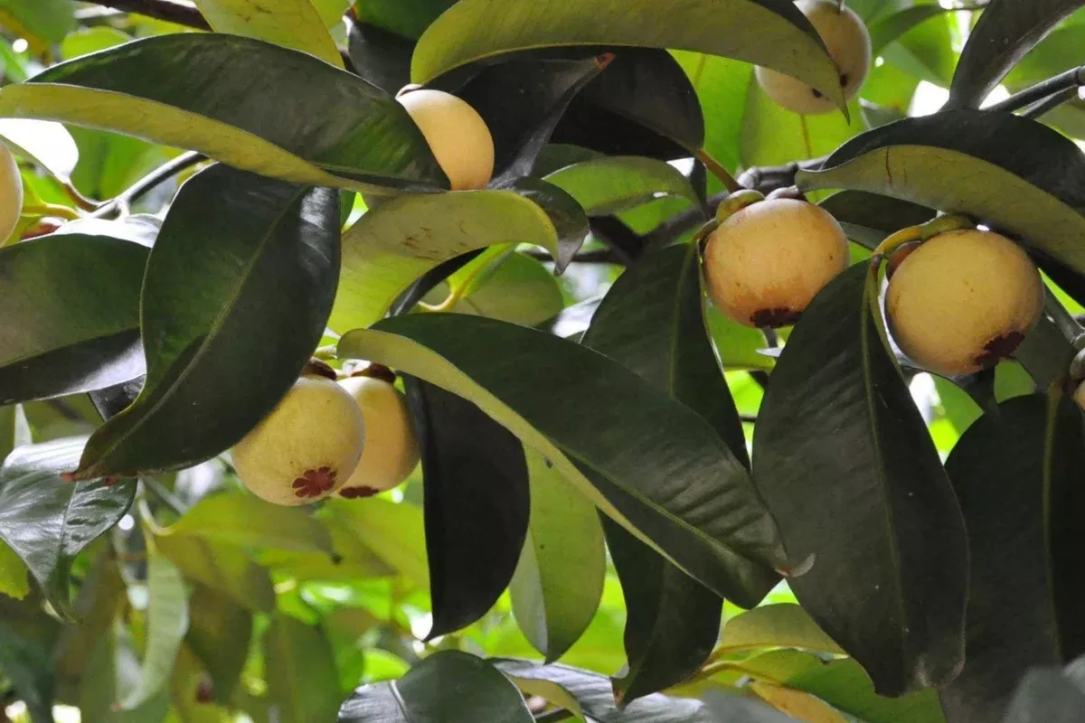 wild-mangosteen-seedling-sandoricum-koetjape-live-tropical-fruit-tree-1-2-tall-c Wild Mangosteen Seedling - Sandoricum Koetjape - Live Tropical Fruit Tree 1’-2’ Tall, Cotton Fruit Starter Plant, Southeast Asian Fruit