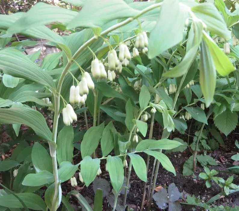 wild-solomon-s-seal-plant-bare-root-5-pack-polygonatum-biflorum-transplant Wild Solomon's Seal Plant Bare Root 5-Pack Polygonatum Biflorum Transplant