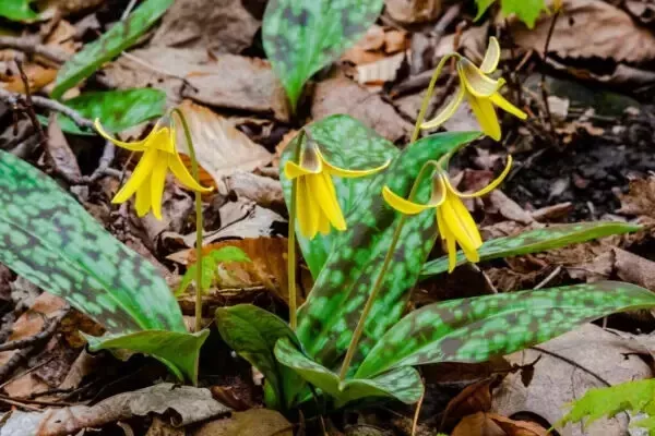wild-yellow-trout-lily-bulbs-5-pack-erythronium-americanum-bare-root Wild Yellow Trout Lily Bulbs 5-Pack Erythronium americanum Bare Root