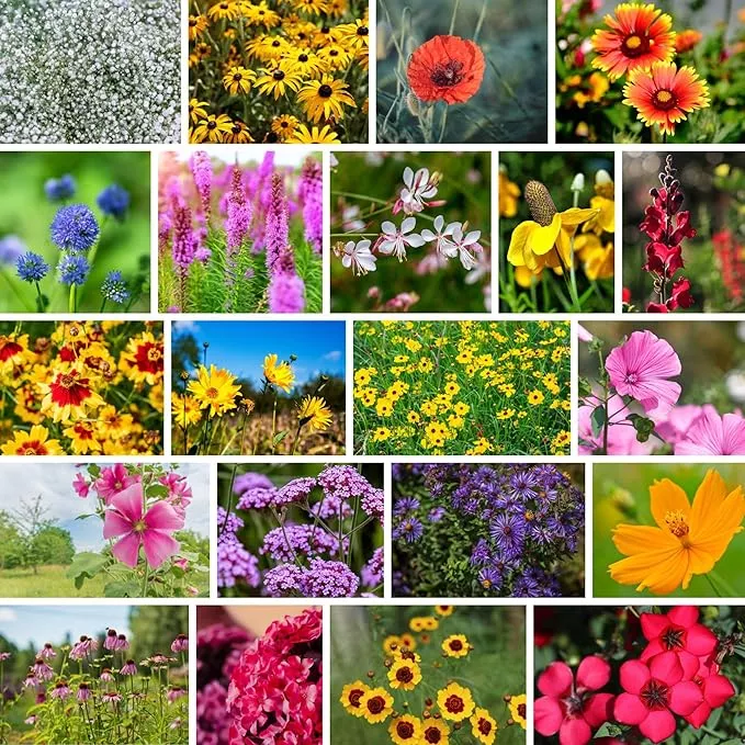 wildflower-bulk-southeastern-flower-1-lb-640-000-seeds-annual-perennial-flowers- Wildflower Bulk, Southeastern Flower, 1 Lb. 640,000+ Seeds, Annual & Perennial Flowers with Native Southeastern Blooms, Pollinator Flower