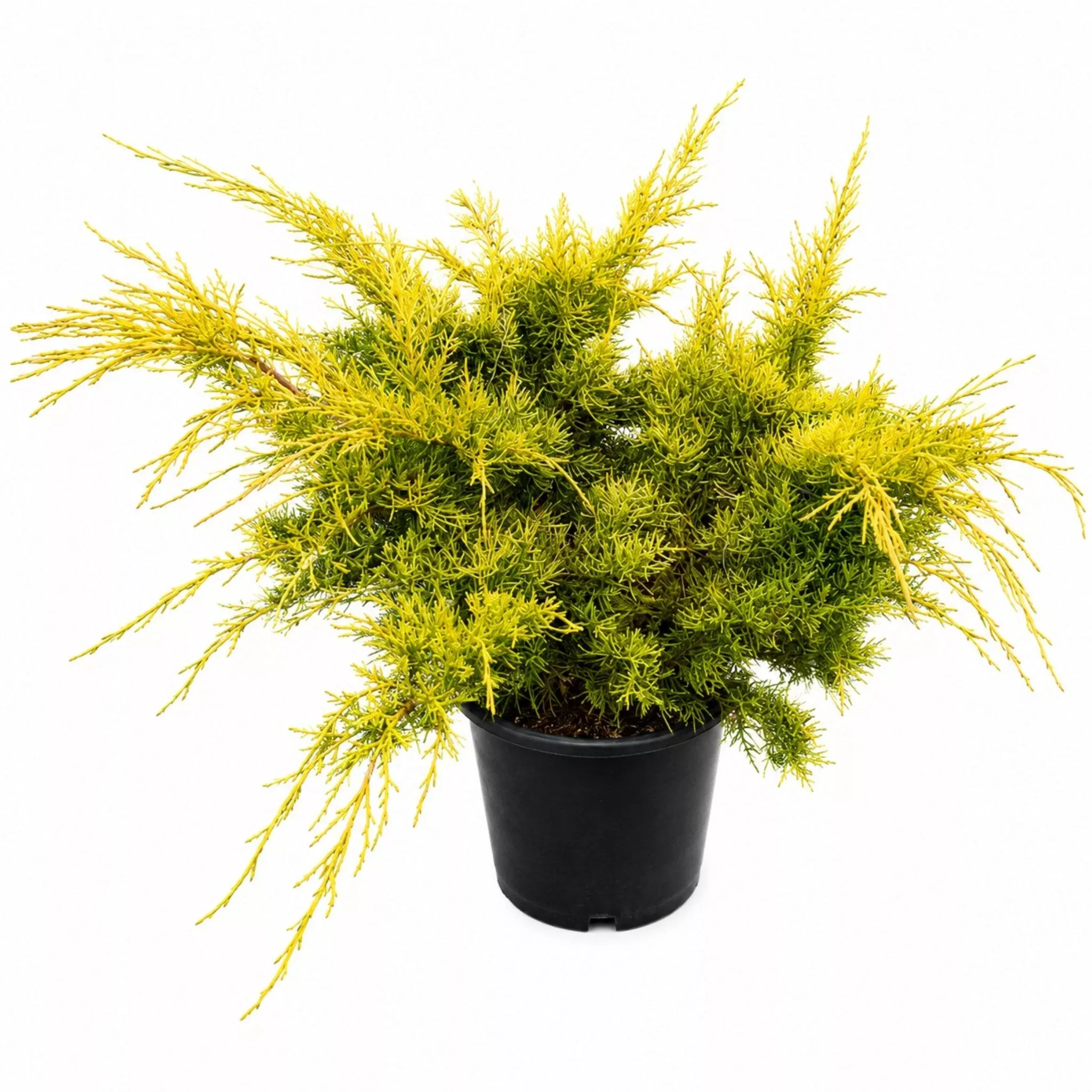 winter-gold-juniper Winter Gold Juniper