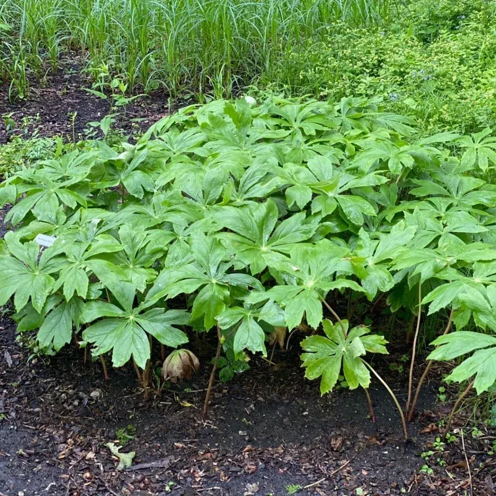 xxl-mayapple-rhizomes-5-pack-bare-root-herb-spring-planting-2025-podophyllum-pel XXL Mayapple Rhizomes 5-Pack Bare Root Herb Spring Planting 2025 Podophyllum peltatum Appalachian