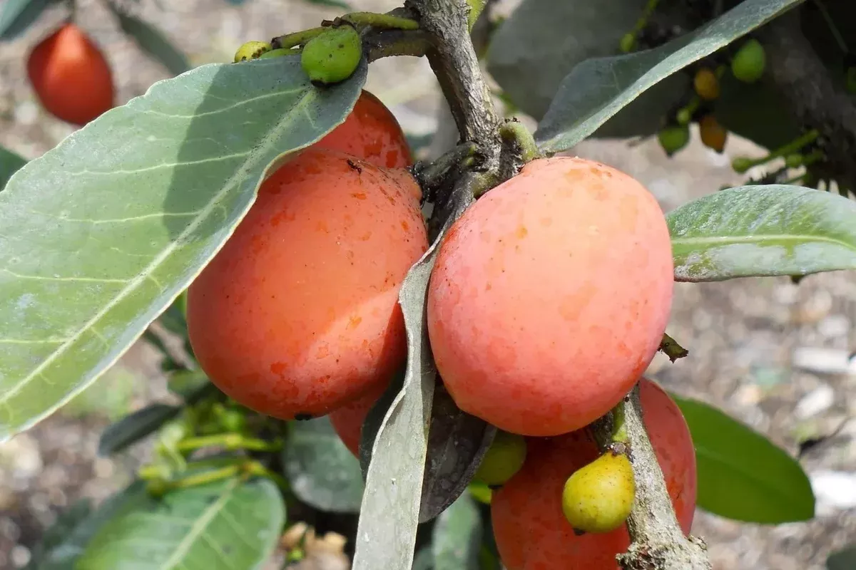 yellow-mangosteen-starter-plant-seedling-garcinia-xanthochymus-live-fruit-tree-1 Yellow Mangosteen Starter Plant Seedling - Garcinia xanthochymus Live Fruit Tree 12’-24’ Tall - Sweet & Tangy Tropical Fruit for Garden