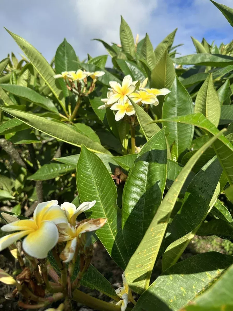 yellow-plumeria-cutting-10-inch-unrooted-fresh-starter-x1-plumeria-alba-locally- Yellow Plumeria Cutting 10 Inch Unrooted Fresh Starter x1 - Plumeria alba - Locally Grown Big Island Kealakekua