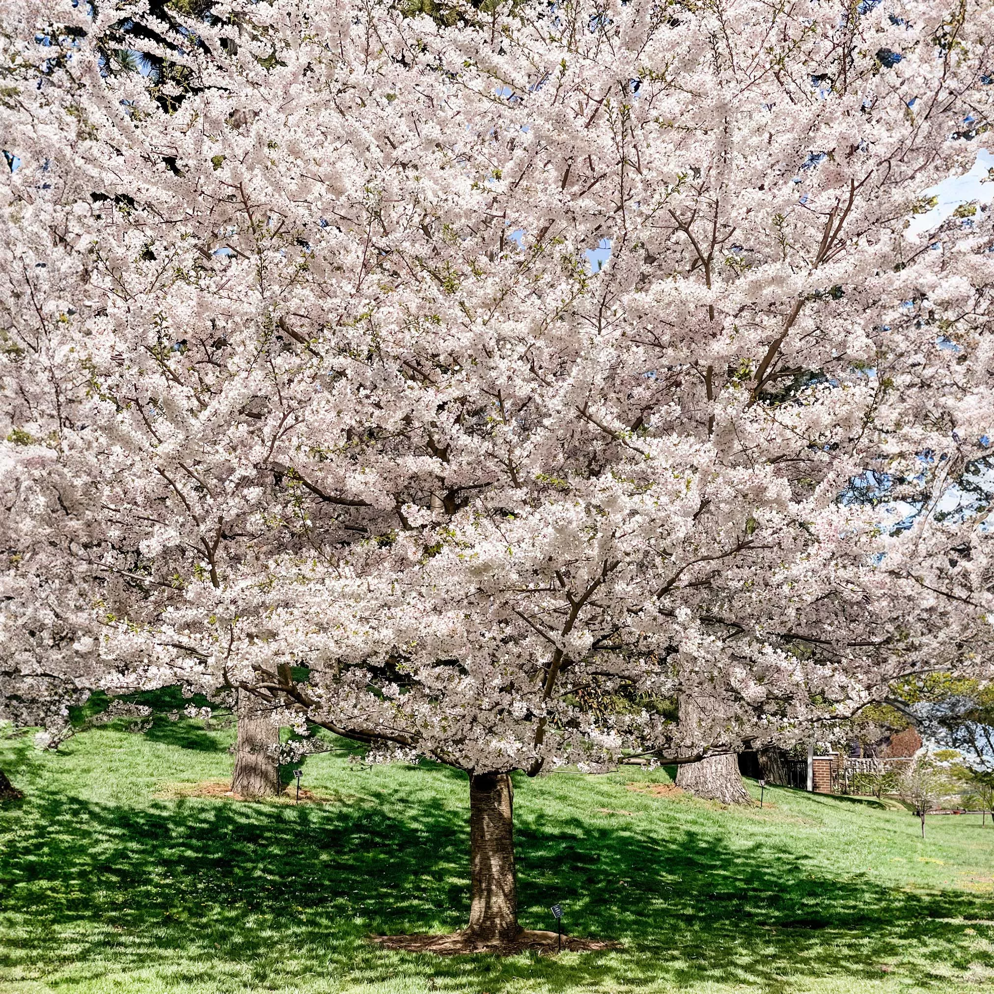yoshino-flowering-cherry-tree Yoshino Flowering Cherry Tree