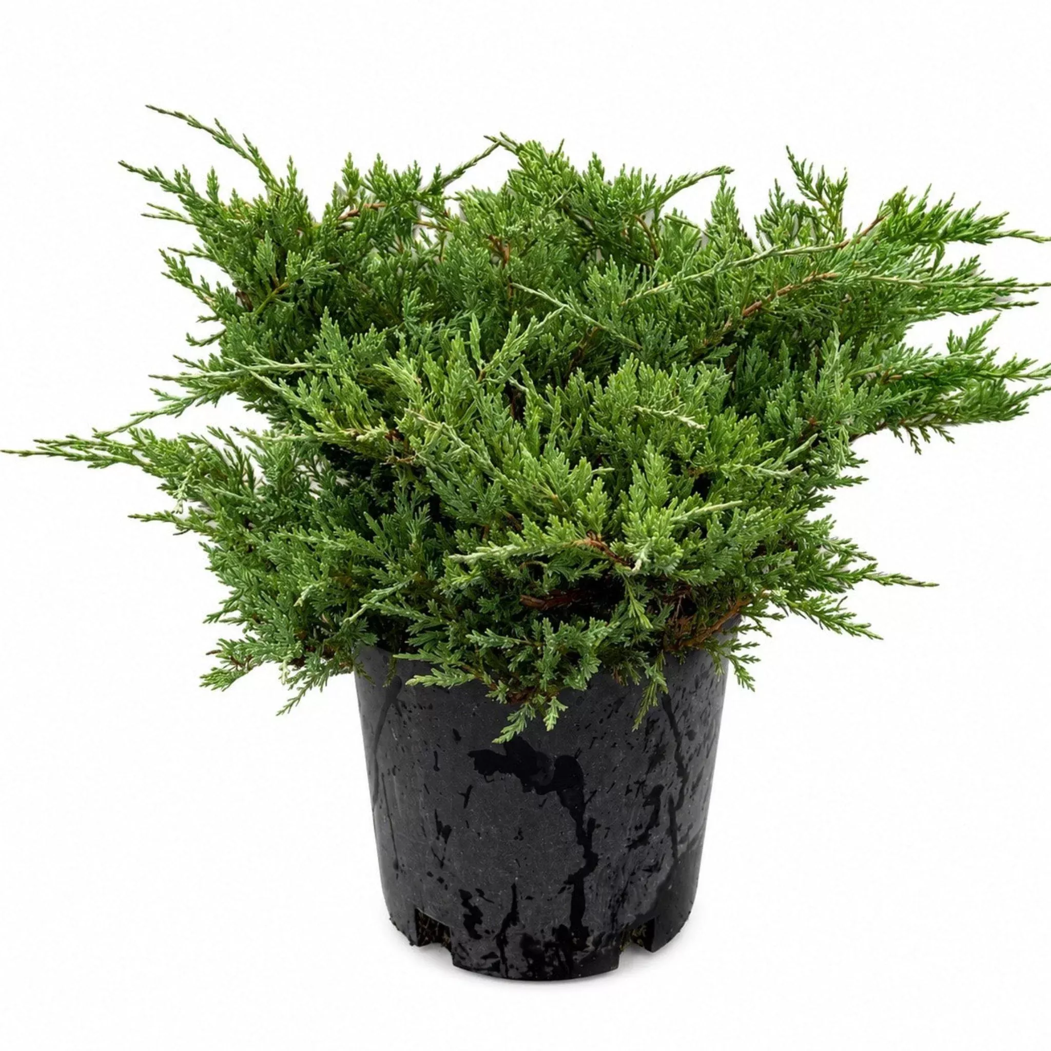 youngstown-andorra-juniper Youngstown Andorra Juniper