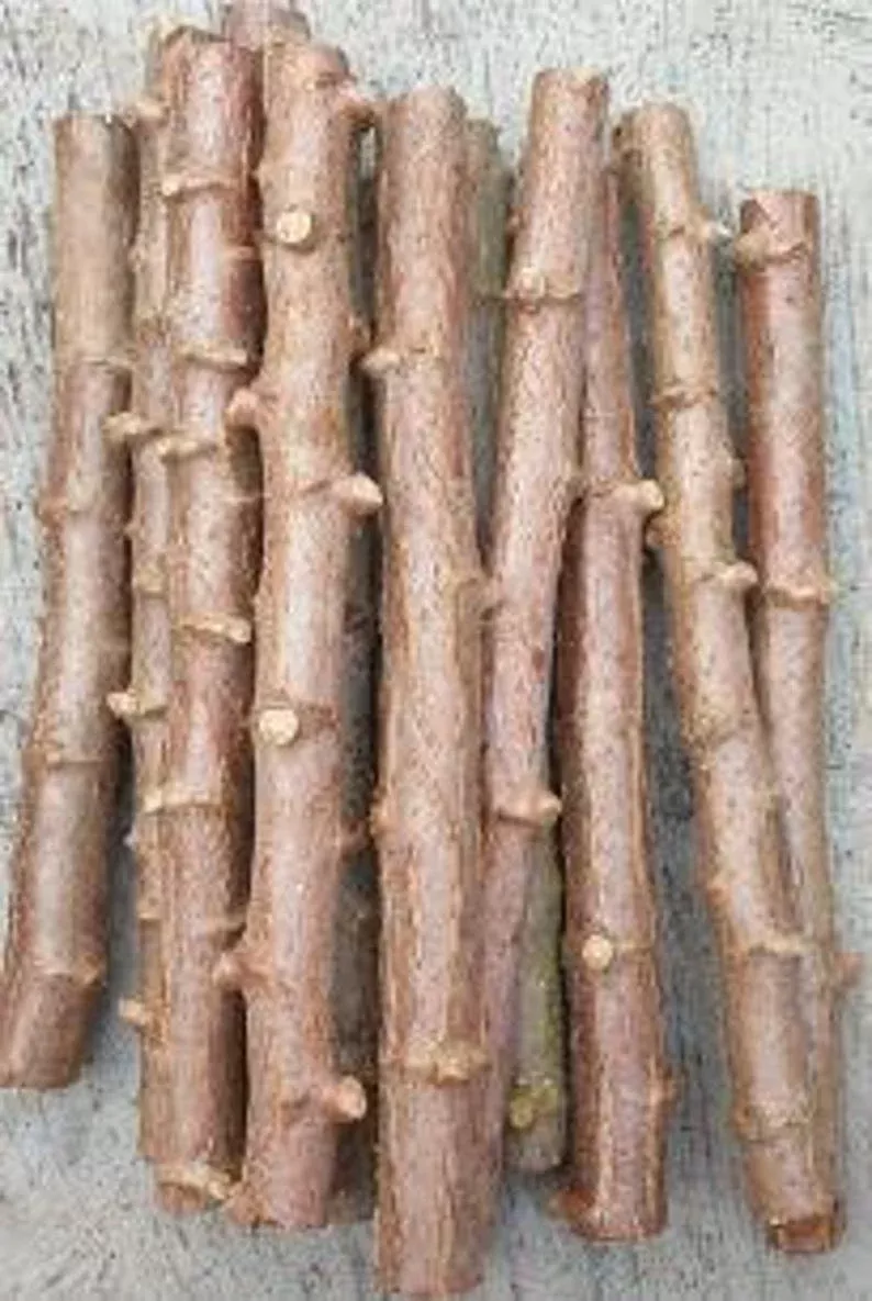 yucca-cassava-cuttings-5-pack-5-8-inch-easy-to-grow-propagation-manihot-esculent Yucca Cassava Cuttings - 5 Pack, 5-8 Inch, Easy to Grow for Propagation - Manihot esculenta