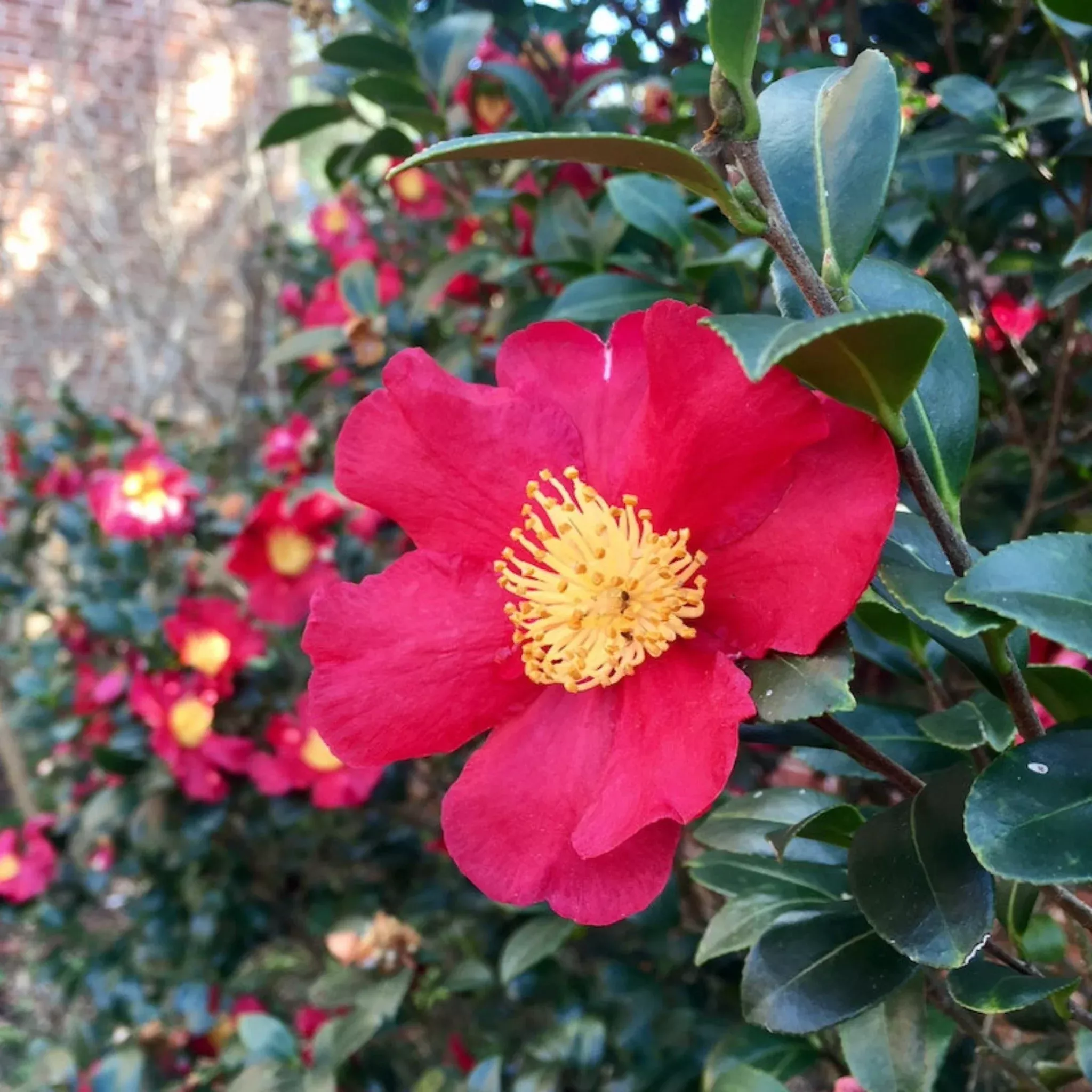 yuletide-camellia Yuletide Camellia