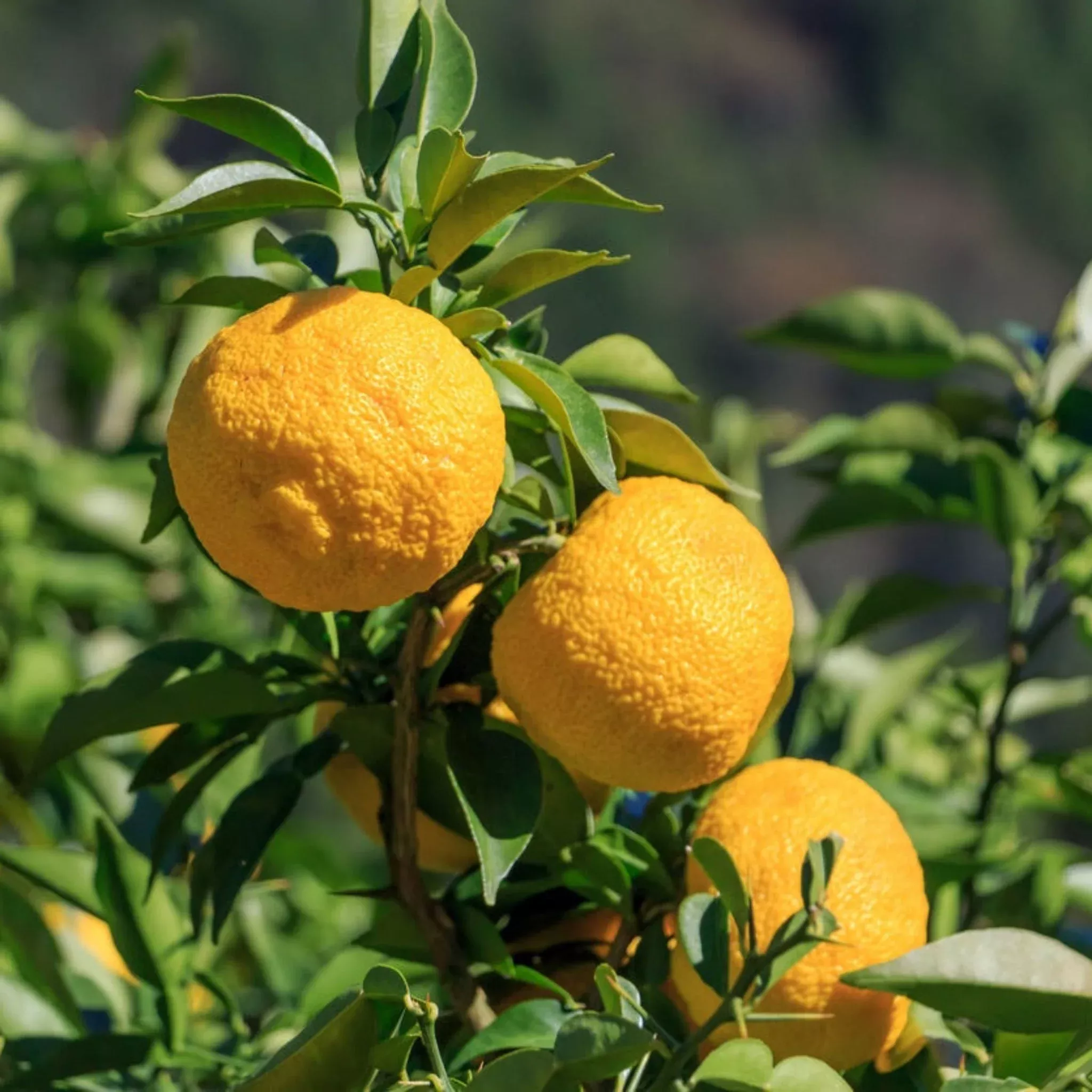 yuzu-tree Yuzu Tree
