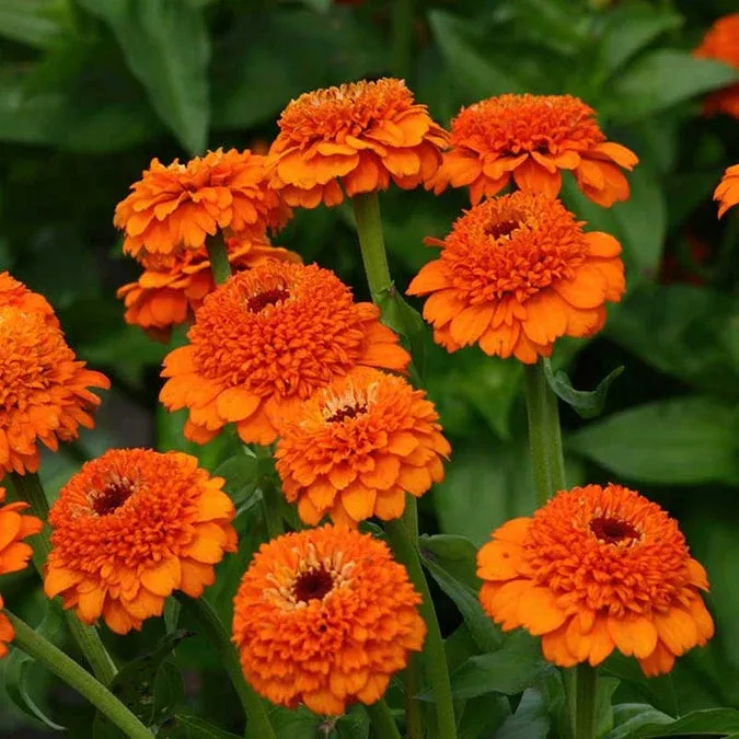zinderella-orange-zinnia-seeds-100-double-orange-blooms-bright-summer-flowers-cu Zinderella Orange Zinnia Seeds – 100+ Double Orange Blooms – Bright Summer Flowers for Cut Bouquets, Pollinators & Garden Borders – USA
