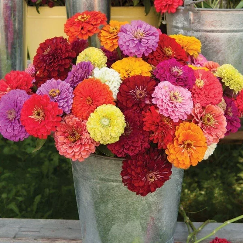 zinnia-seeds-100-benary-mix-colorful-annual-flowers-garden-planting-zinnia-elega Zinnia Seeds - 100+ Benary Mix - Colorful Annual Flowers for Garden Planting - Zinnia elegans