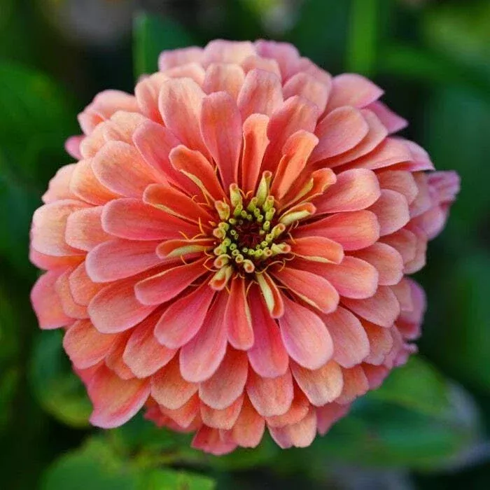 zinnia-seeds-100-coral-elegans-cut-flower-attracts-butterflies-bees-usa-grown-fr Zinnia Seeds 100+ Coral Elegans Cut Flower, Attracts Butterflies & Bees, USA Grown, Free Shipping