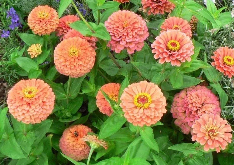 zinnia-seeds-100-flower-garden-mix-annual-elegans-variety-free-shipping-usa Zinnia Seeds - 100+ Flower Garden Mix - Annual Elegans Variety - Free Shipping - USA