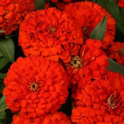 zinnia-seeds-100-magellan-scarlet-variety-garden-planting-zinnia-elegans-usa Zinnia Seeds - 100+ Magellan Scarlet Variety for Garden Planting - Zinnia elegans - USA
