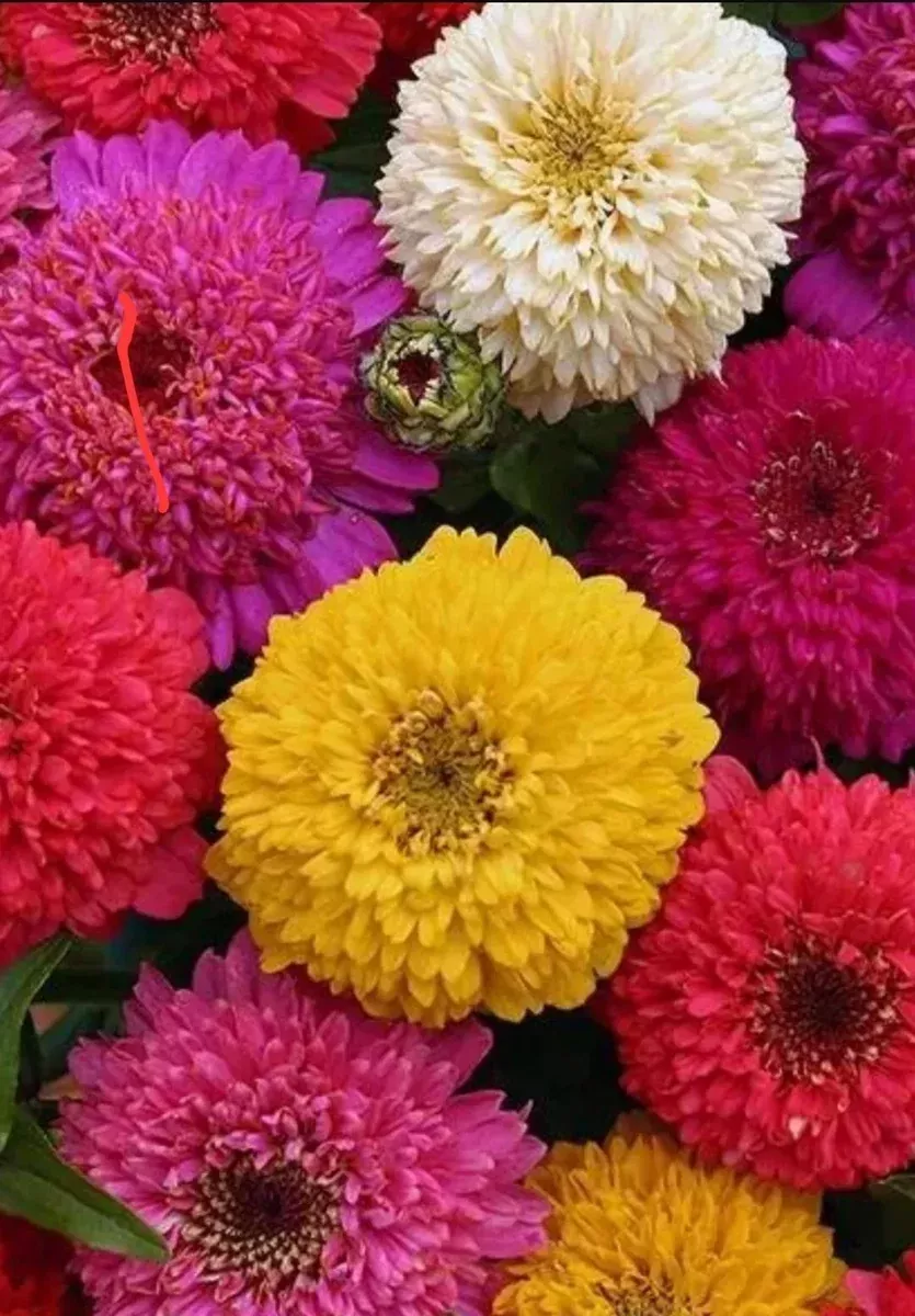 zinnia-seeds-100-multi-colored-california-giants-pollinator-flowers-zinnia-elega Zinnia Seeds - 100+ Multi-Colored California GIANTS - Pollinator Flowers (Zinnia elegans)