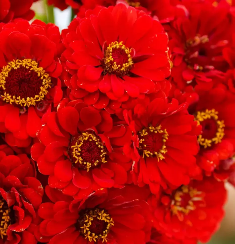 zinnia-seeds-100-non-gmo-cherry-queen-red-scarlet-blooms-hummingbirds-zinnia-ele Zinnia Seeds - 100 Non-GMO Cherry Queen Red Scarlet Blooms for Hummingbirds - Zinnia elegans